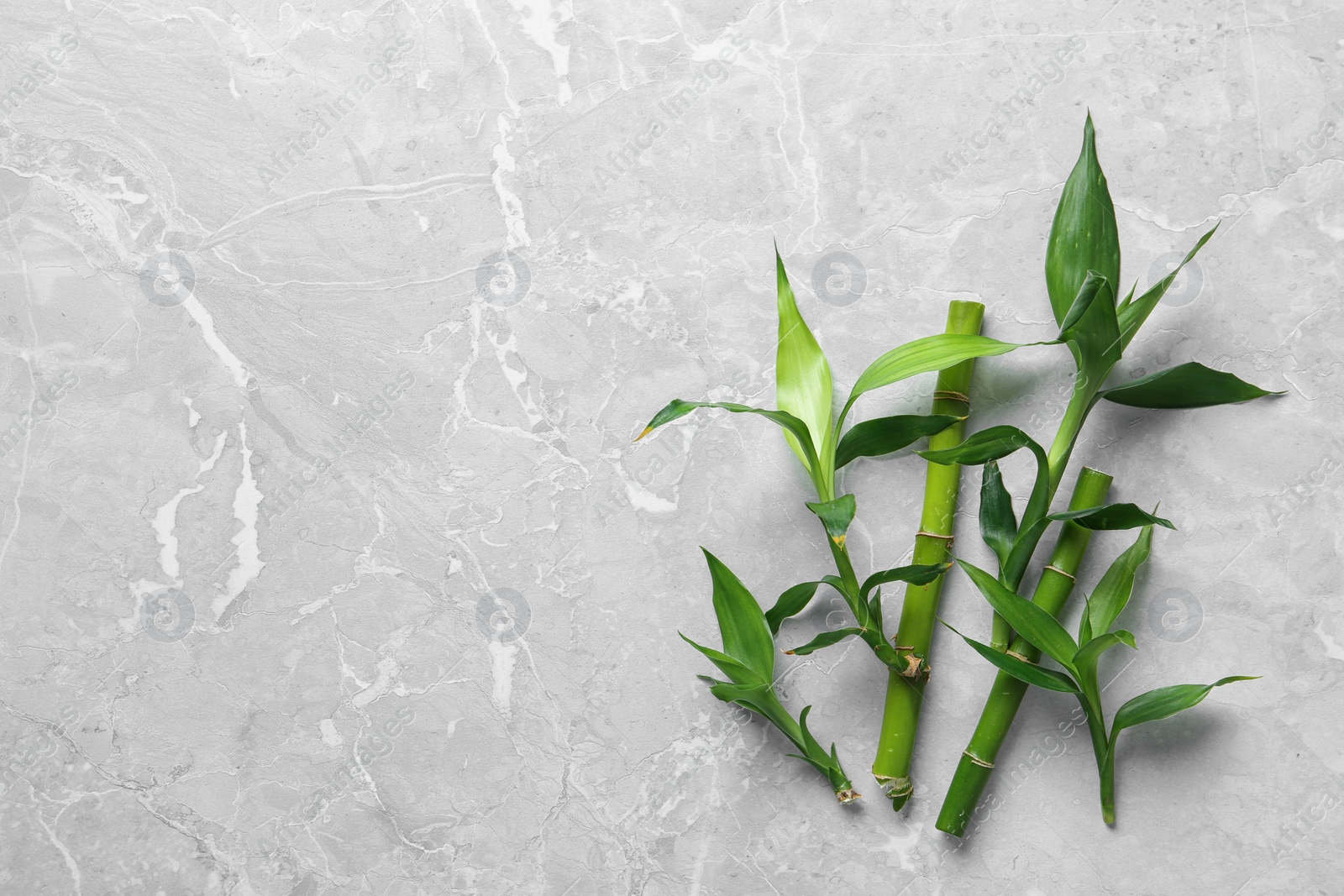 Photo of Green bamboo stems on grey background, top view. Space for text