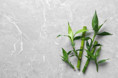 Green bamboo stems on grey background, top view. Space for text