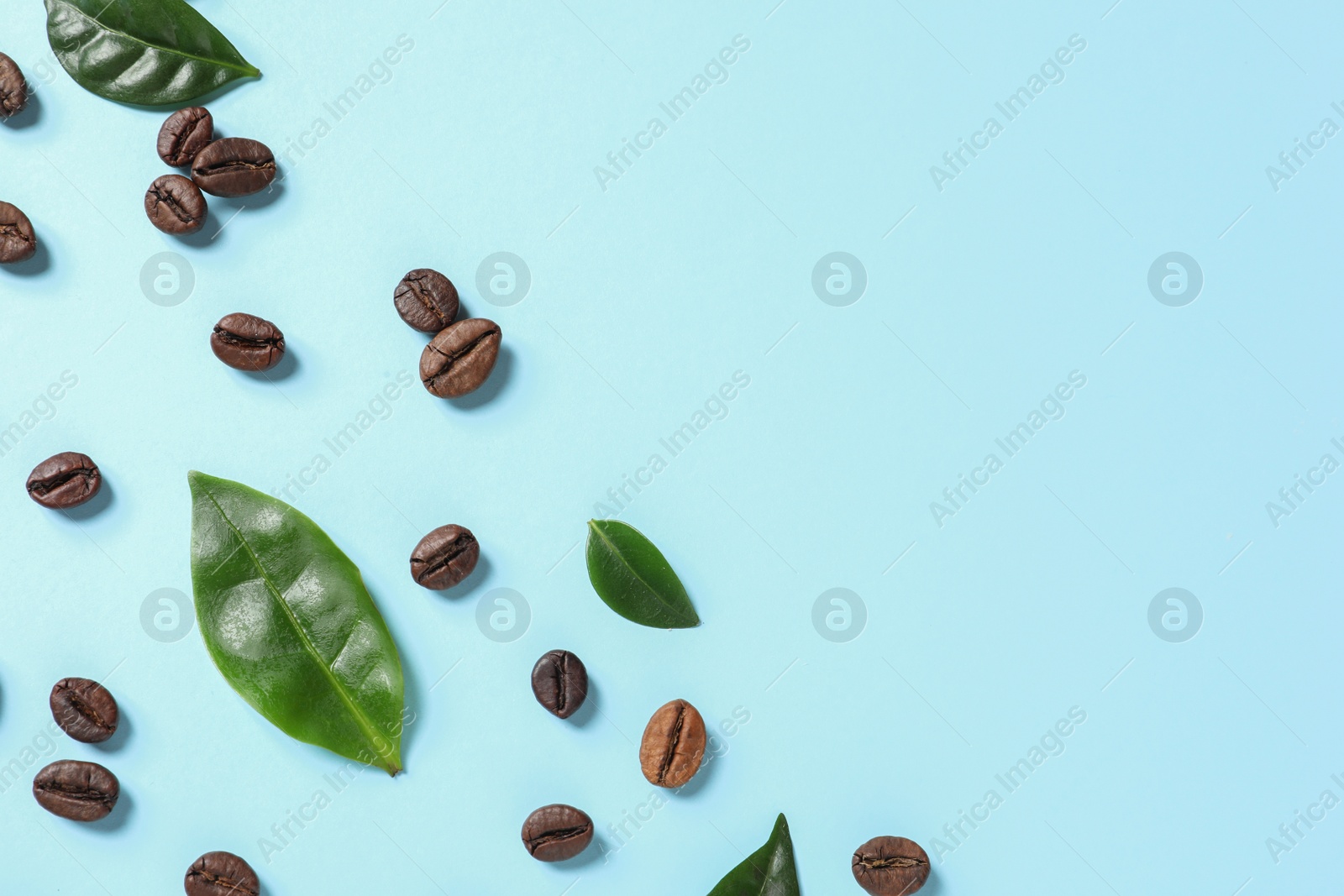 Photo of Fresh green coffee leaves and beans on light blue background, flat lay. Space for text