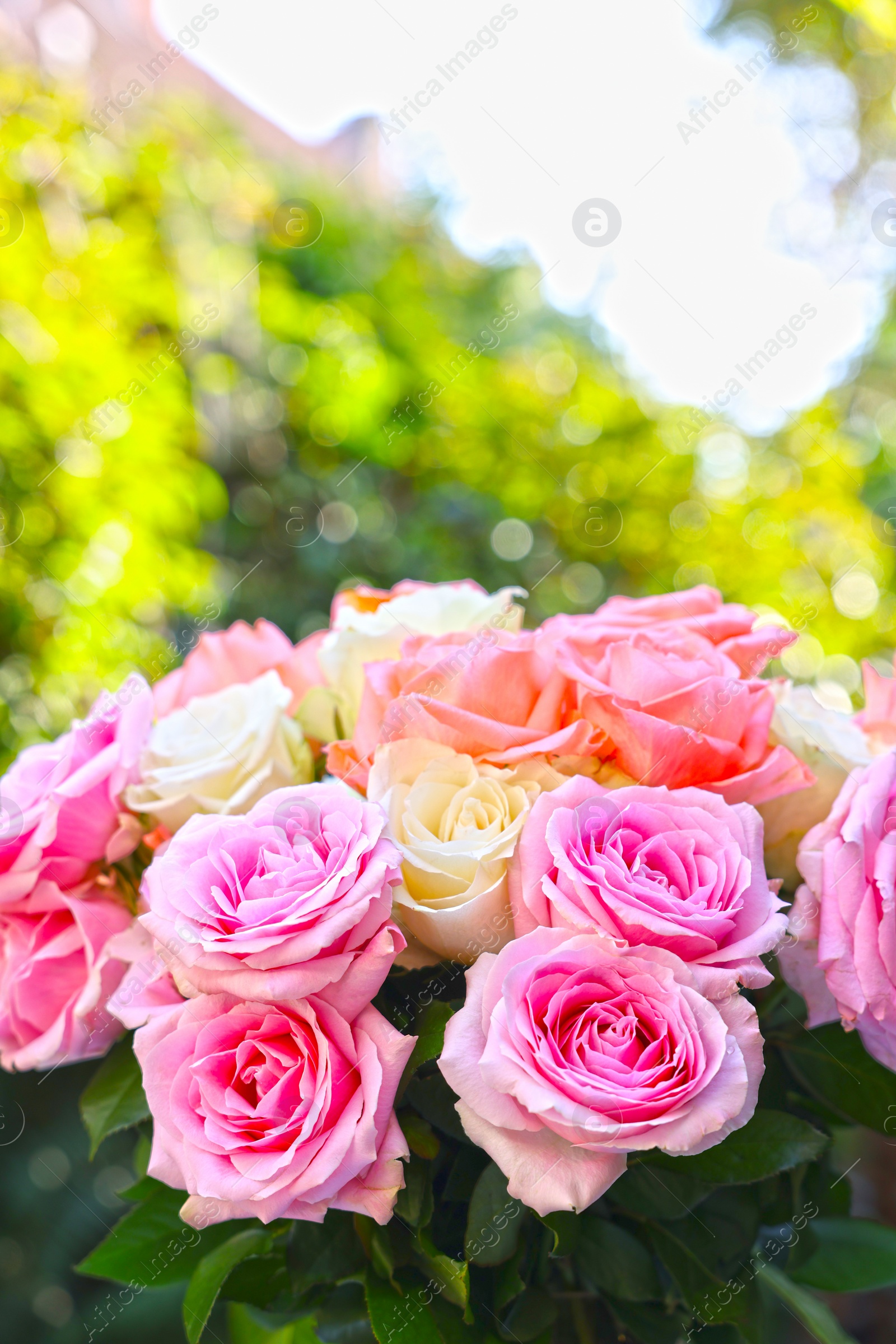 Photo of Beautiful bouquet of aromatic roses outdoors, closeup. Space for text