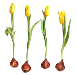 Set of tulips with bulbs on white background