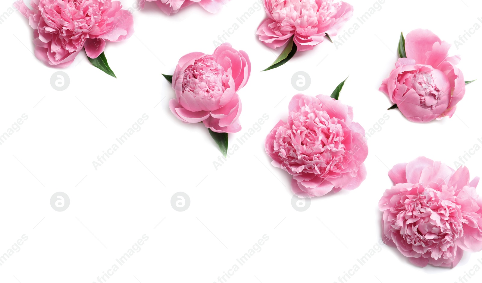 Photo of Beautiful fragrant peony flowers on white background