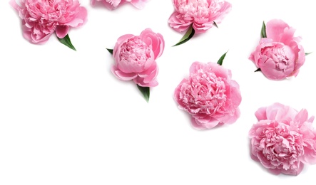 Beautiful fragrant peony flowers on white background