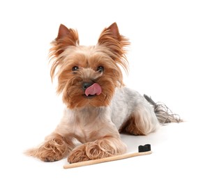 Cute Yorkshire Terrier with toothbrush on white background