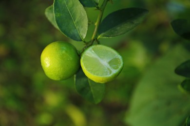 Photo of Ripe limes growing on tree in garden, closeup