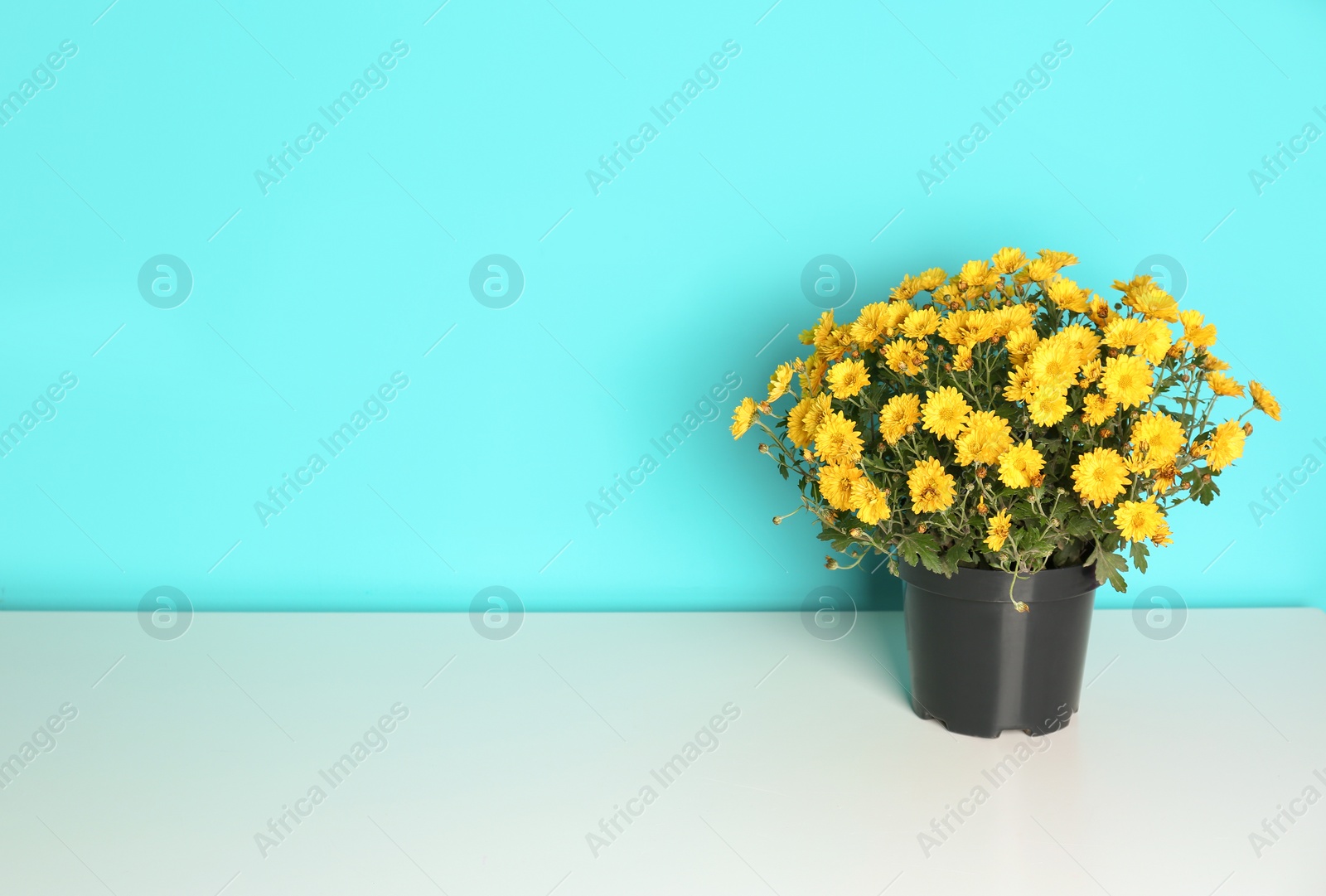 Photo of Beautiful potted chrysanthemum flowers on table against color background. Space for text