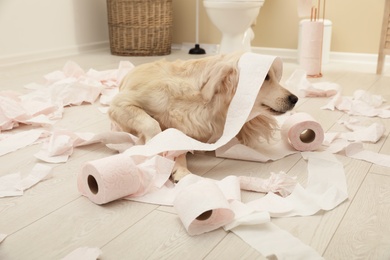 Photo of Cute dog playing with toilet paper in bathroom at home