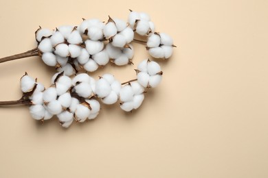 Beautiful cotton branches with fluffy flowers on beige background, flat lay. Space for text