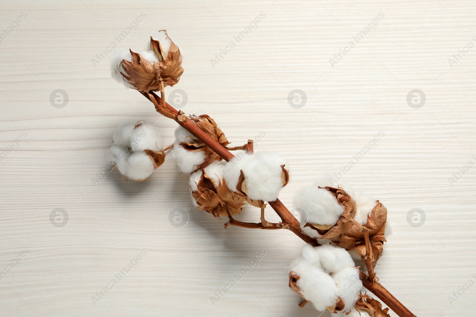 Photo of Dried cotton branch with fluffy flowers on white wooden table, top view