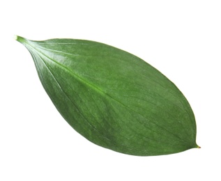 Fresh green Ruscus leaf on white background