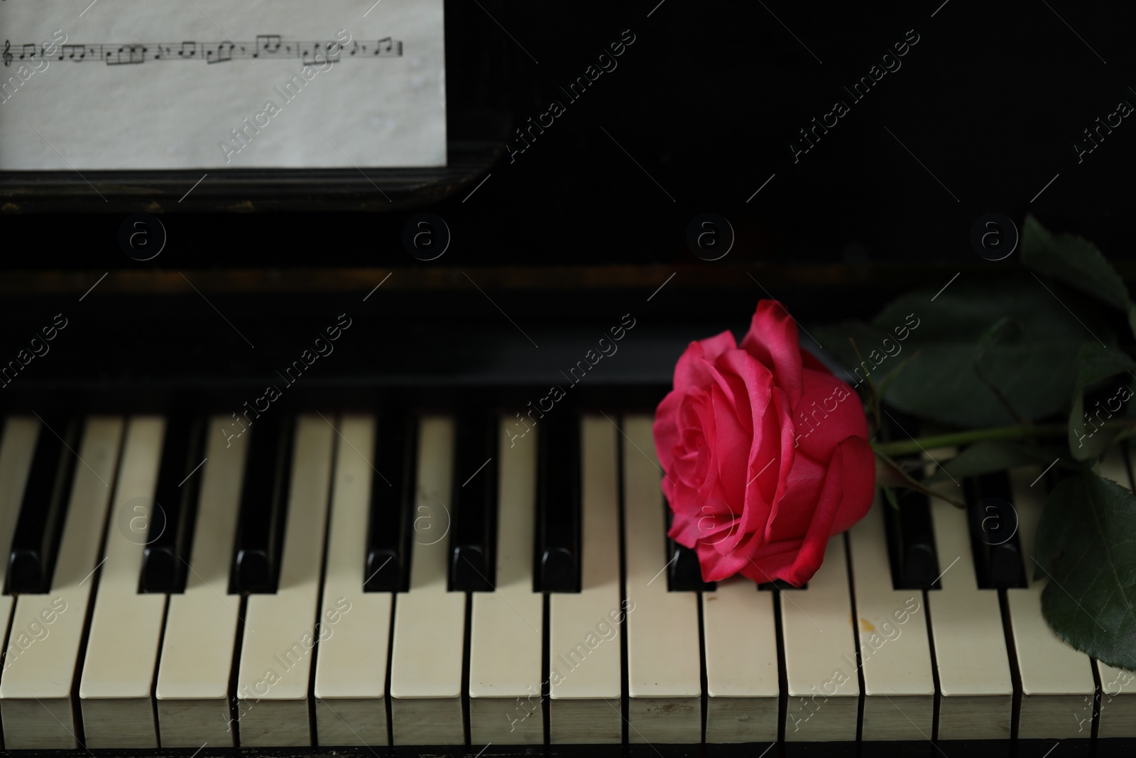 Photo of Beautiful pink rose and musical notes on piano