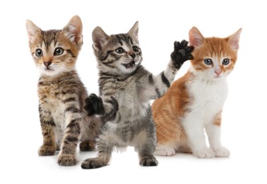 Image of Group of cute little kittens on white background