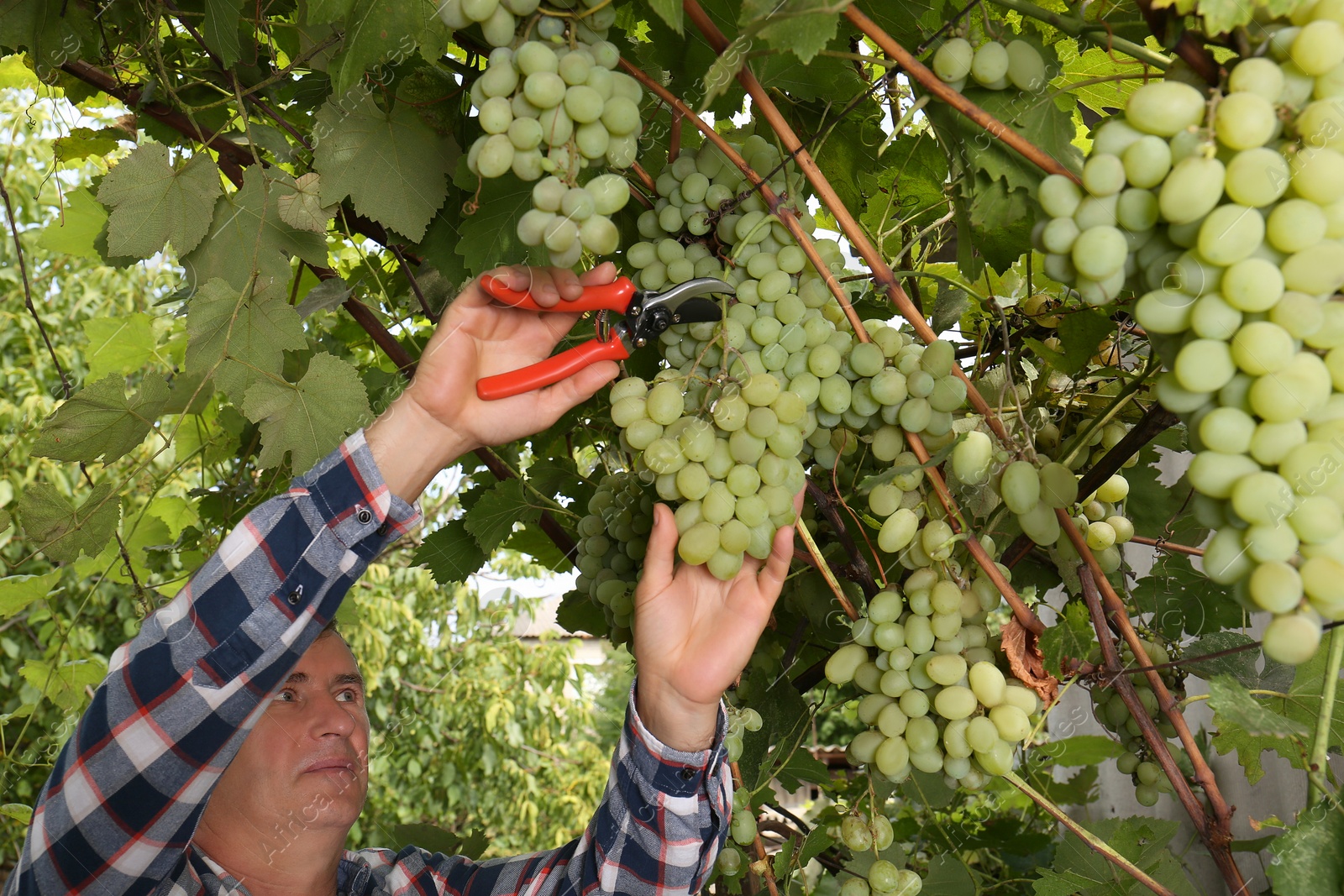 Photo of Farmer with secateurs picking ripe grapes in garden, closeup