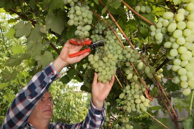 Photo of Farmer with secateurs picking ripe grapes in garden, closeup