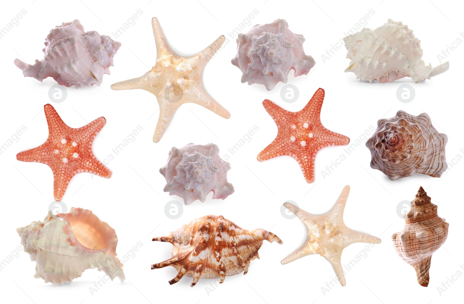 Image of Collection of different beautiful sea stars and shells on white background