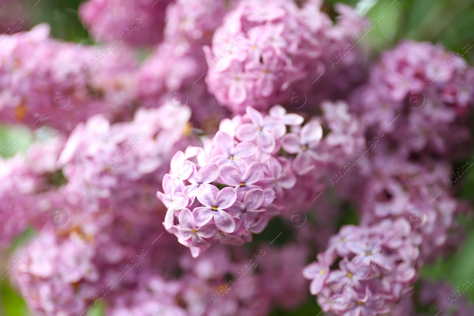 Photo of Closeup view of beautiful blossoming lilac bush outdoors