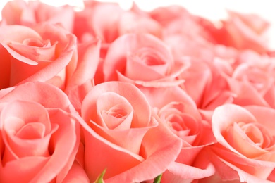 Bouquet of beautiful roses, closeup