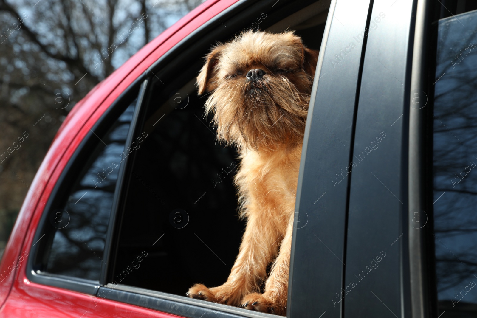 Photo of Adorable little dog looking out from car window. Exciting travel