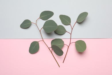 Photo of Eucalyptus branches with fresh leaves on color background, flat lay