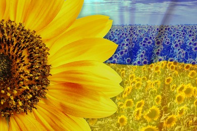 Image of Double exposure of Ukrainian national flag and sunflower field