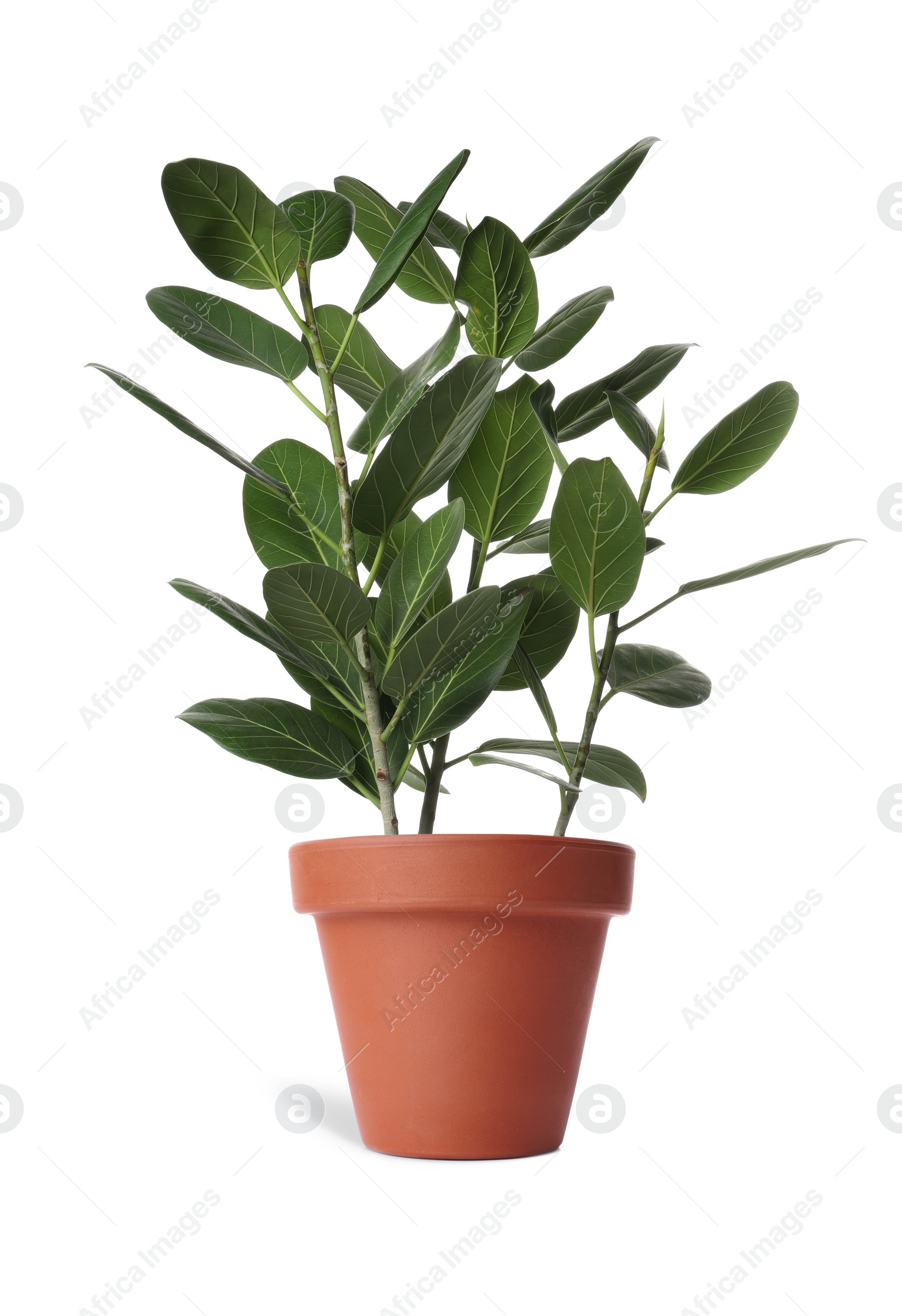 Image of Beautiful ficus plant in terracotta pot isolated on white. House decor