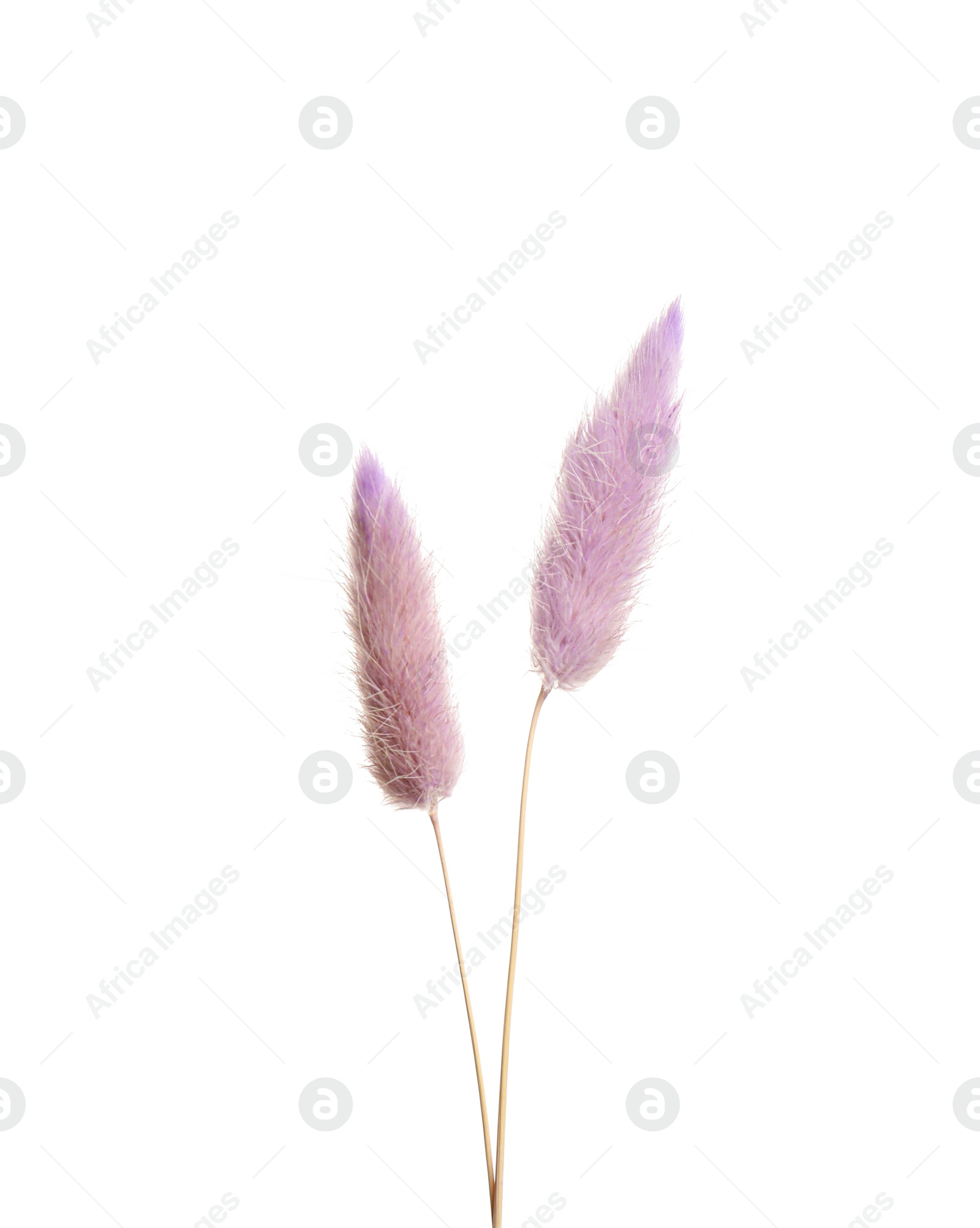 Photo of Beautiful tender dried flowers on white background.