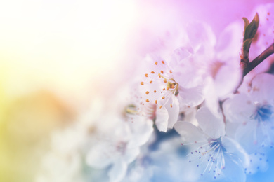 Image of Closeup view of blossoming spring tree outdoors, color toned