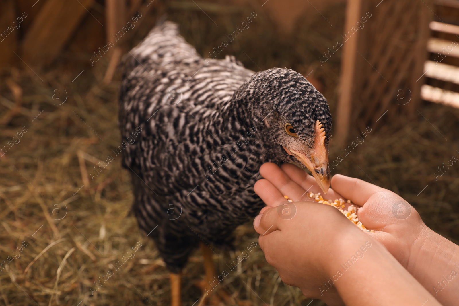 Photo of Woman feeding chicken in henhouse, closeup. Domestic animal