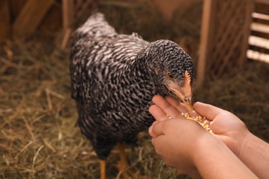 Woman feeding chicken in henhouse, closeup. Domestic animal