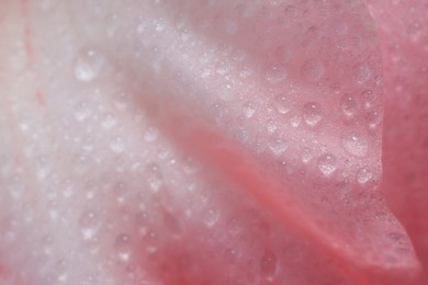 Beautiful pink gladiolus flower with water drops as background, macro view