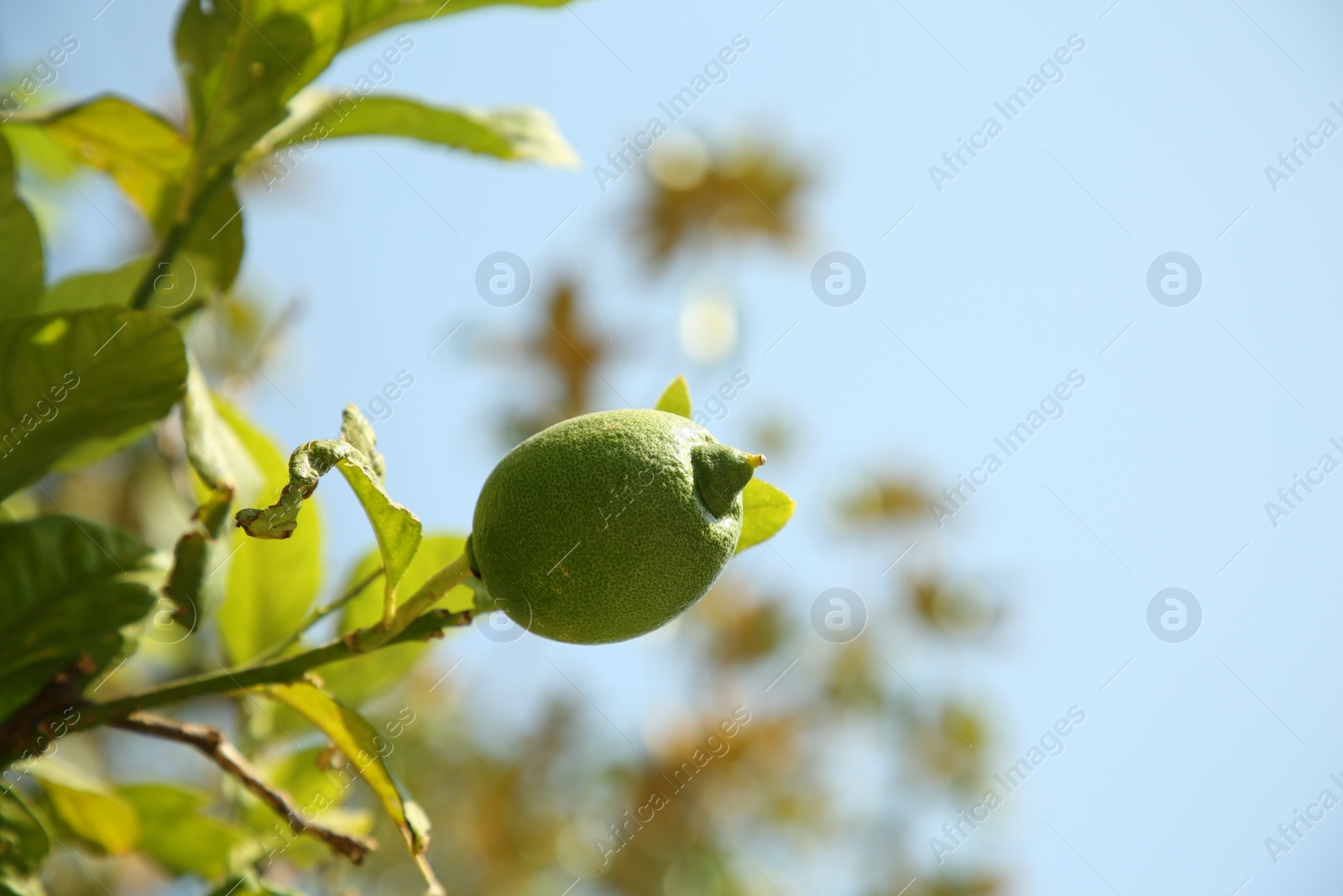 Photo of Unripe green lemon growing against sky outdoors, low angle view and space for text. Citrus fruit