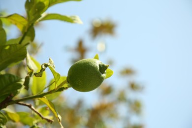 Unripe green lemon growing against sky outdoors, low angle view and space for text. Citrus fruit