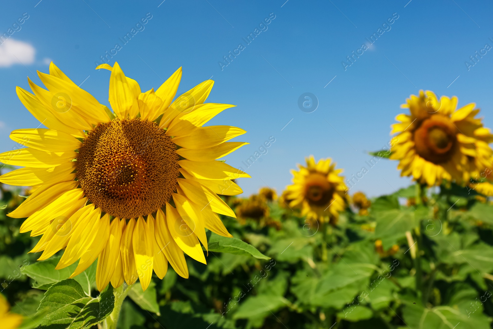 Photo of Beautiful sunflower growing in field, closeup view