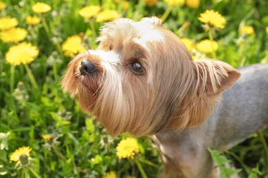 Cute Yorkshire terrier among beautiful dandelions in meadow on sunny spring day, closeup