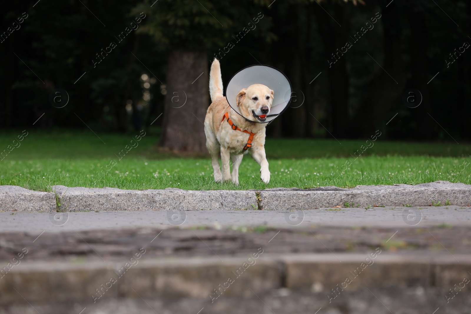 Photo of Adorable Labrador Retriever dog with Elizabethan collar and ball running outdoors