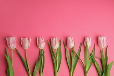 Beautiful spring tulips on pink background, flat lay. Space for text