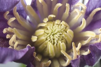 Beautiful purple Clematis flower as background, macro view