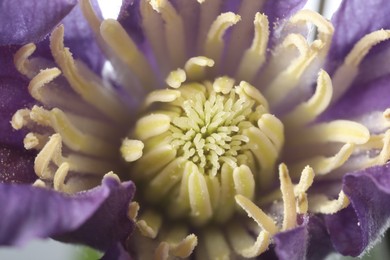 Photo of Beautiful purple Clematis flower as background, macro view