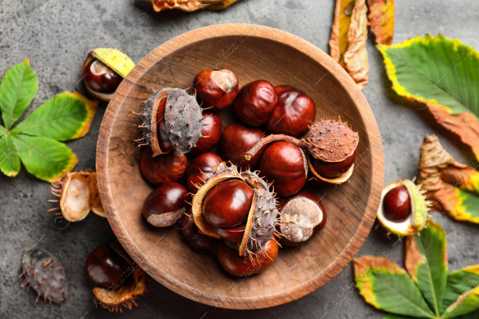 Photo of Horse chestnuts and leaves on grey table, flat lay