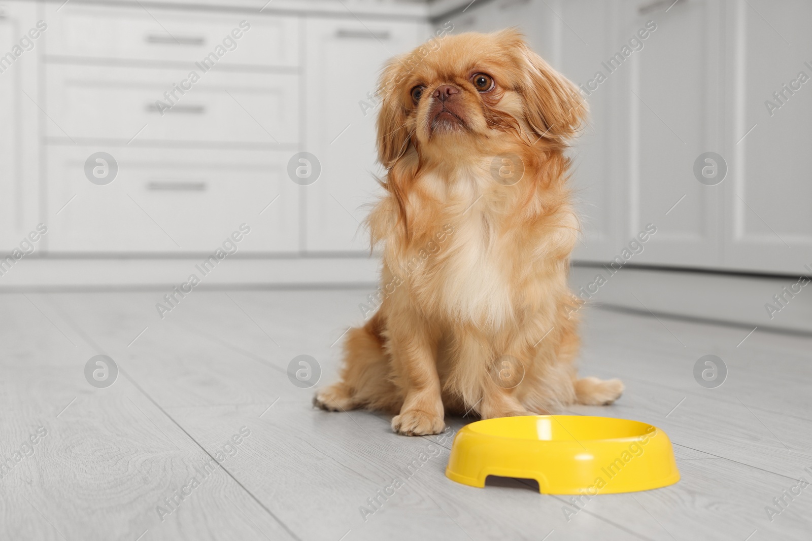 Photo of Cute Pekingese dog near pet bowl in kitchen. Space for text