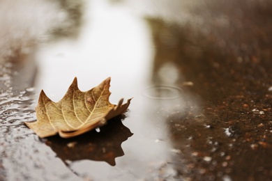 Photo of Autumn leaf in puddle on rainy day