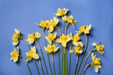 Photo of Beautiful yellow daffodils on blue background, flat lay