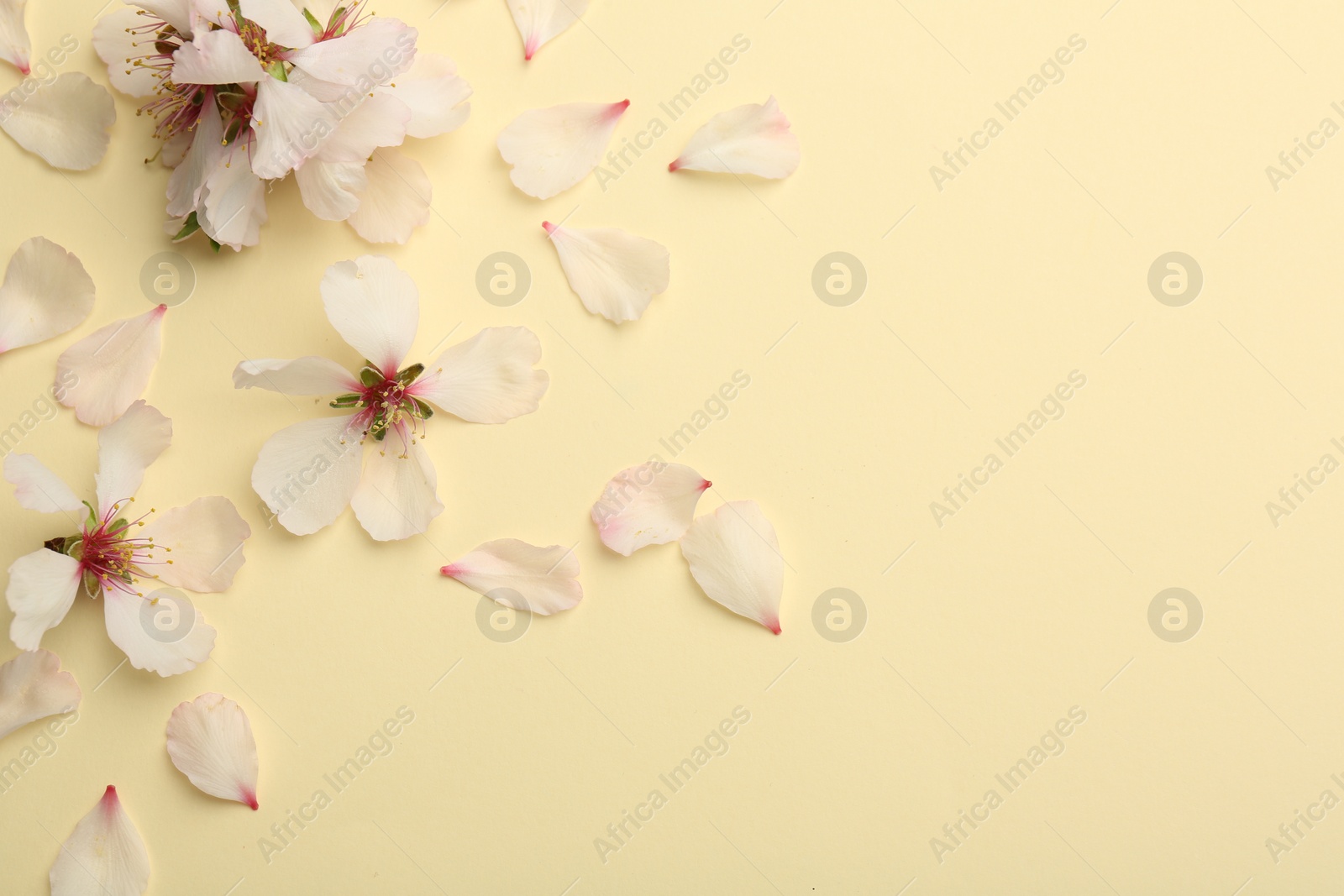 Photo of Spring blossoms and petals on beige background, top view. Space for text