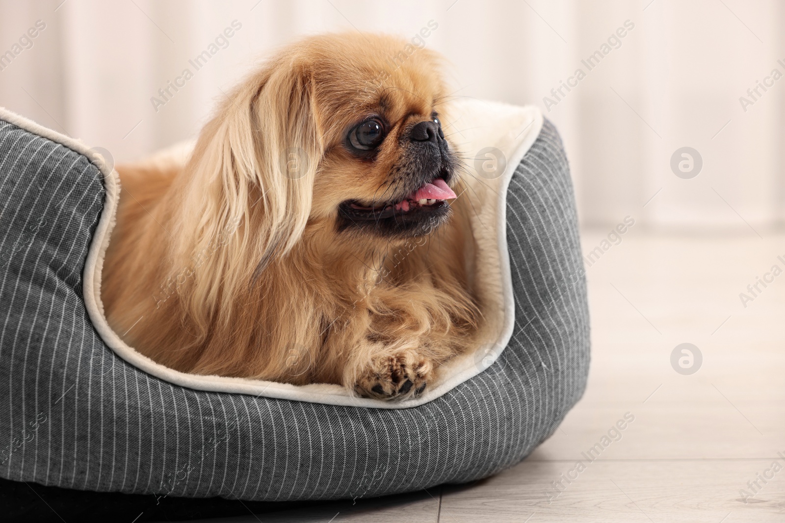 Photo of Cute Pekingese dog on pet bed in room