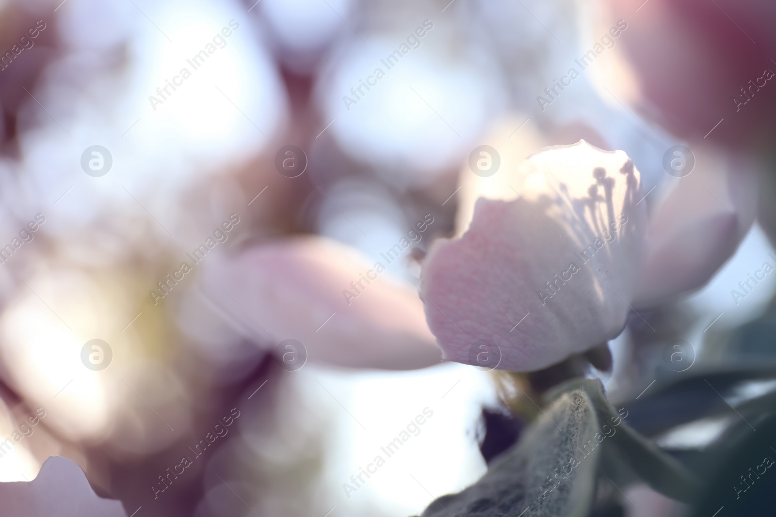 Photo of Closeup view of beautiful blossoming quince tree outdoors on spring day