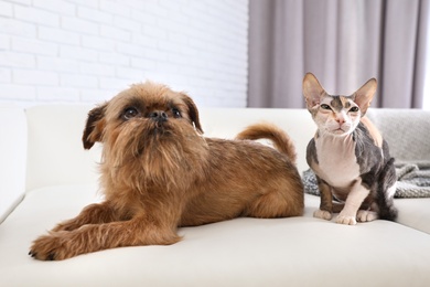 Photo of Adorable dog and cat together on sofa at home. Friends forever
