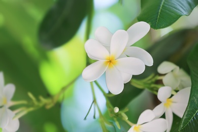 Photo of Beautiful white flowers at tropical resort on sunny day