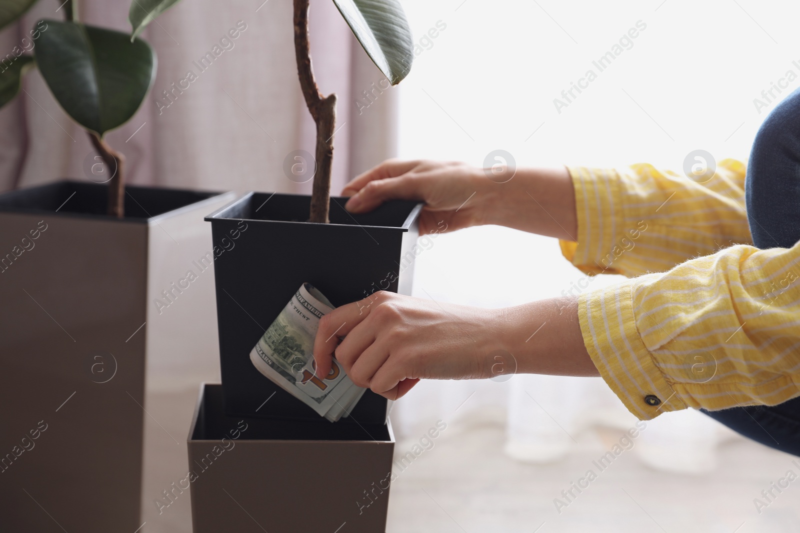 Photo of Woman hiding dollar banknotes in flower pot indoors, closeup. Money savings
