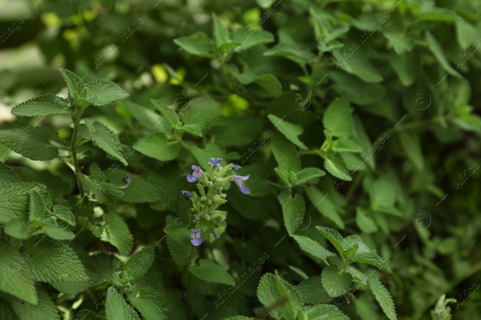 Photo of Beautiful melissa with lush green leaves growing outdoors