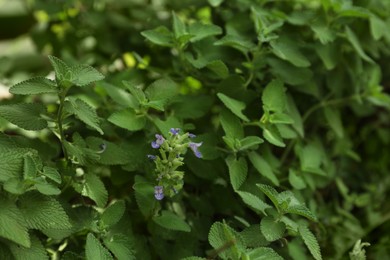 Beautiful melissa with lush green leaves growing outdoors